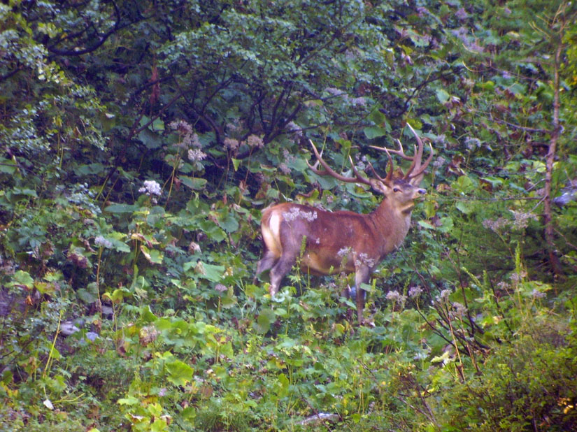 PASSIONE PER IL CERVO